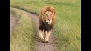 Split nose/ex Oloololo male Walking on the road roaring