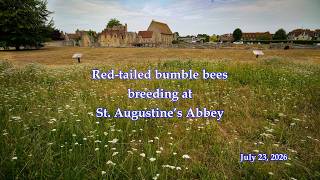 Red tailed bumble bee mating routine