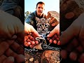 Rescuing a Bobcat Kitten Caught in a Trap 🐯 | Hand of Kindness