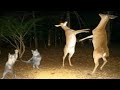 Top 5 Animal