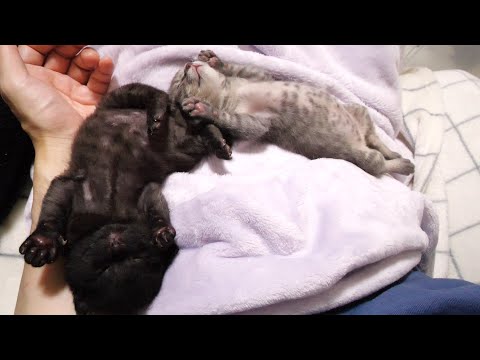 夢の中では子猫のスーパーマン？空でも飛んでるかのようなポーズで眠る子猫【赤ちゃん猫　保護猫】