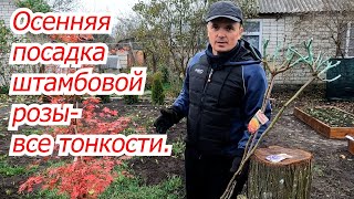 Правильная Посадка Штамбовой Розы От 