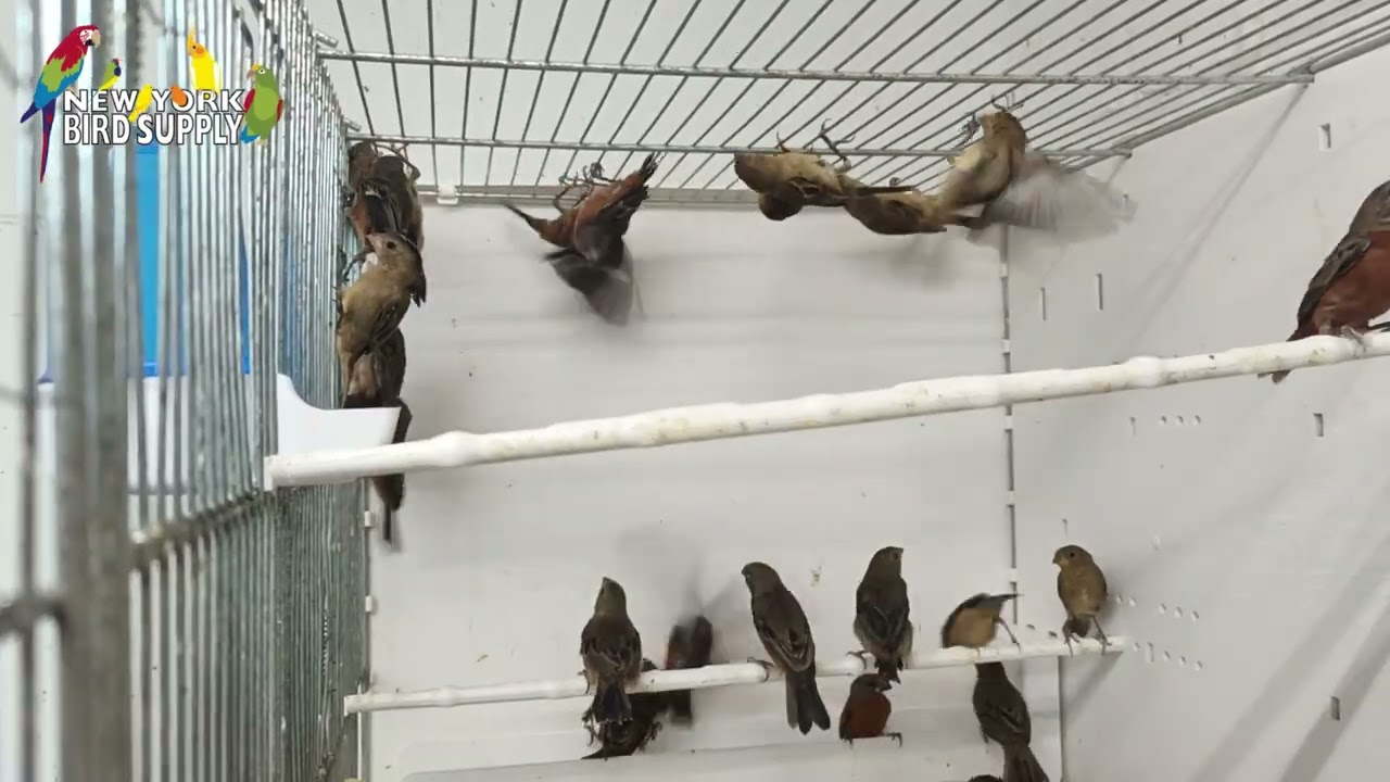 Ruddy Breasted Seedeater