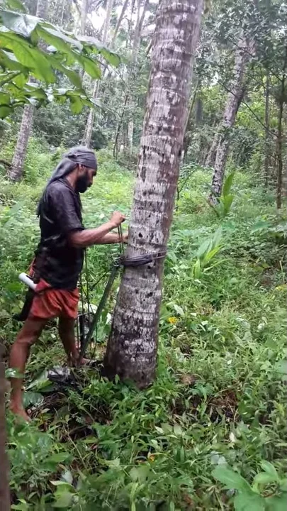 Climbing Up Coconut Tree "Easy & Safe" - India