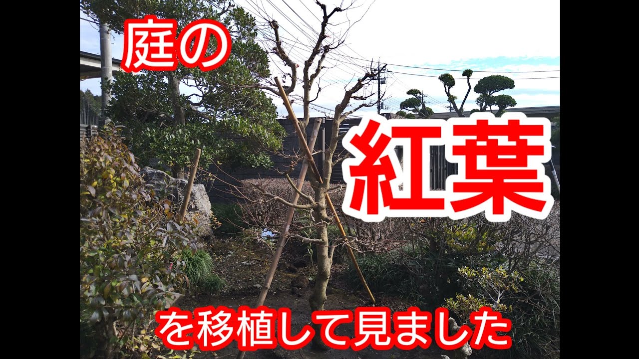 もみじ　1m程度　1月以降お渡し予定 もみじ 剪定した枝を挿し木して5年程。 #bonsai #gardening #園芸