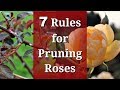 7 rules for pruning roses