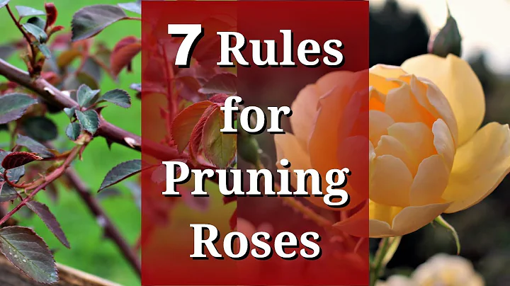 7 Rules for Pruning Roses - DayDayNews