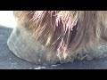 The Basics Of Hoof Care -  Trimming Horse's Hooves 101