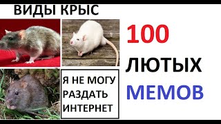 100 ЛЮТЫХ МЕМОВ