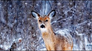 Joan Baez - You Ain't Goin' Nowhere  [HD]