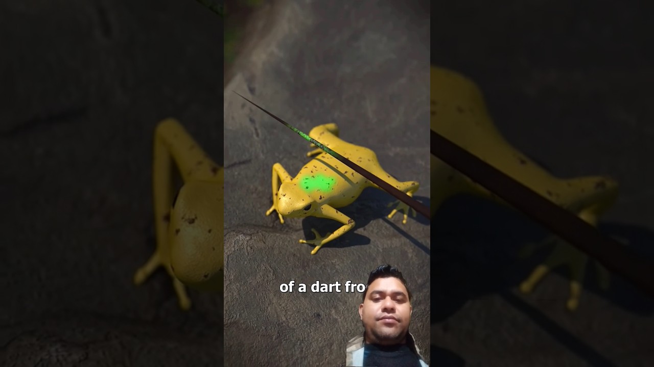 The Lethal Secret of Poison Dart Frogs in Hunting | Education Films