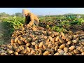 Growing and harvesting potatoes high yield and easy  mrs nhung  country life