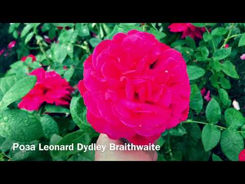 Video: Mga Pagkakaiba-iba Ng Achimenes (49 Na Larawan): Paglalarawan Ng Achimenes Yellow English Rose At Double Pink Rose, Ginawa Sa Langit At Giselle, Peach Blossom At Iba Pang Mga Pagka