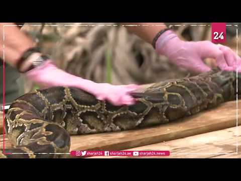Making masks from Florida python skin