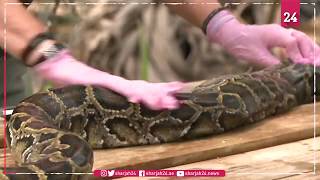 Making masks from Florida python skin