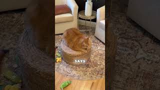 Holy 17 Pro Max Vs S26 Ultra