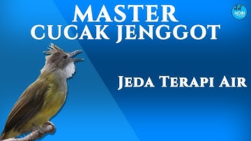 MASTER CUCAK JENGGOT (jeda terapi air)