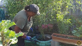 Getting Fall work in and Spring plants out.