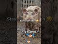 🐷 I'm Not Angry... I'm Just Hungry! 😂🍔