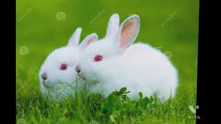 Cute white rabbit photos