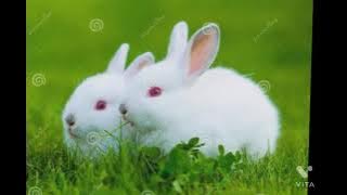 Cute white rabbit photos