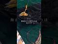 上手い人はみんなやってる！エギングのポイント #釣り #fishing #エギング #アオリイカ