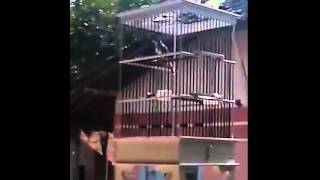 Ciblek ngebren nagen (Jalu Getar) by john java