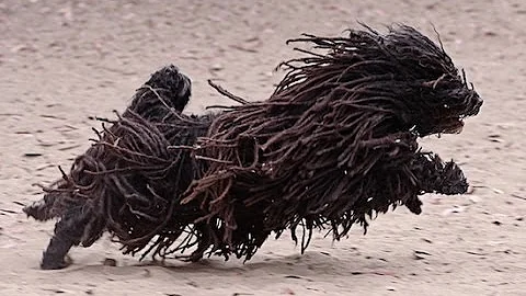 モップ犬