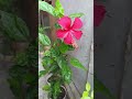 Aaye Ho Meri Jindagi Mein Tum Bahar Banke Raja Hindustani Song Aaye Ho Meri Jindagi Mein Tum Bahar Banke Raja Hindustani Song