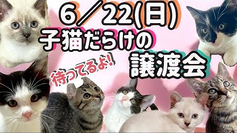 【保護猫】【子猫保護】【子猫譲渡】胸キュンが止まらない子猫だけの譲渡会！