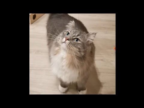 サイベリアン猫の甘え方が露骨過ぎるけどかわいい【サイベリアンのラフィ】#shorts