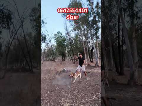 Pitbull Attack Dog Germanshepherd Puppy كلاب Dressage Pitbull Pitbull Maroco Usa Pitbull 