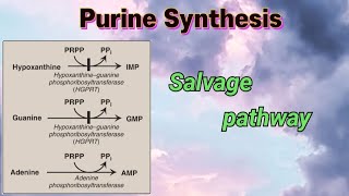 Purine Synthesis ( Salvage pathway ) #purines #nucleotides