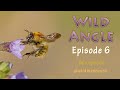 Wild Angle Episode 6 by @wildmanrouse