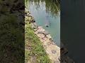This fish's movements are surprising #fishing #fishingvideo #fishinglife #bigfish