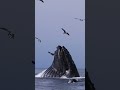 Humpback eats millions of anchovies