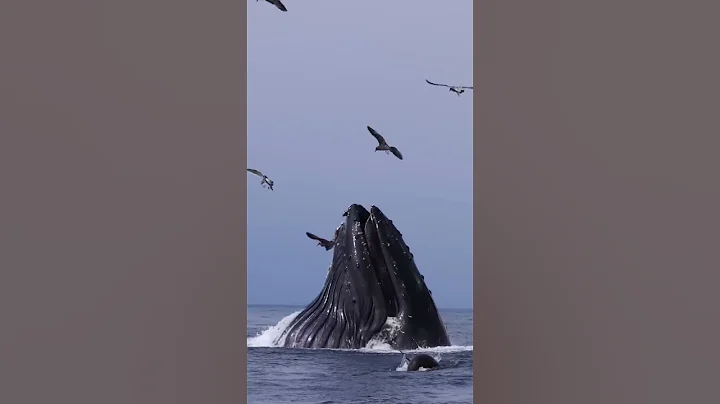 Humpback eats millions of anchovies! - DayDayNews