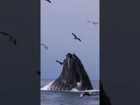 Humpback eats millions of anchovies!