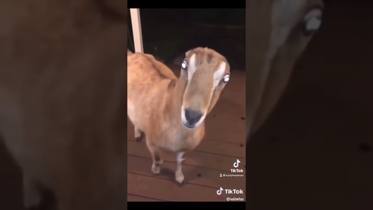 Skinwalker disguised as a deer😰 shorts YouTube