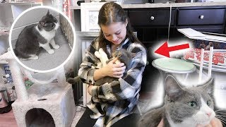 Adopting Another Kitten!!!