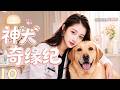 【2026最新甜宠剧】🔥《神犬奇緣紀》10丨 一隻神犬闖進生活,高冷女院長的心慢慢被融化,也遇見了命中註定的他!💕 #恋爱 #甜宠 #爱情剧#关晓彤#赵露思#chinesedrama #love