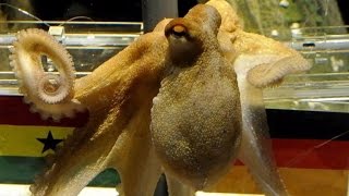 Sneaky Octopus Slips Out of Aquarium Tank, Travels Down Drain Pipe To Sea