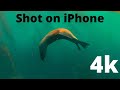 SNORKELING with SEA LIONS with my iphone 12 Pro Max | 4k | Laguna Beach California #shotoniphone
