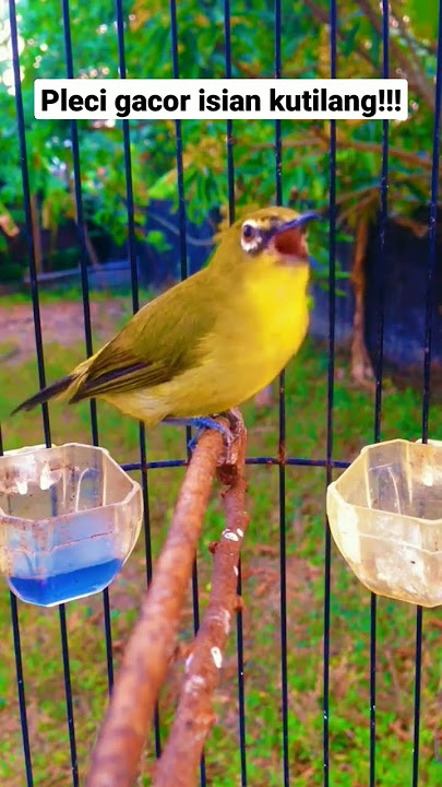 Burung pleci gacor isian kutilang!!! #kicaumania #pleci #kutilang #shorts #yearofyou #birdsounds