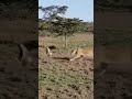 Capture de la vidéo Watch The Epic Battle Between Lion And Eagle!