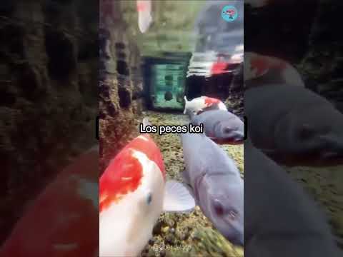 Video: Koi: No confundas estas grandes y coloridas carpas para peces dorados