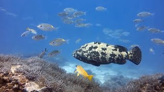 Diving with a Brown Marbled Grouper in Zanzibar North