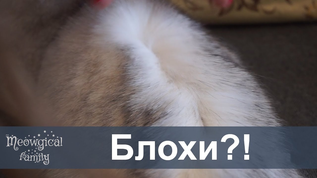 Как узнать есть ли у кошки блохи?