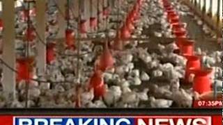 bird flu.mp4