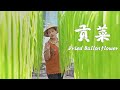 云南贡菜 晒干后才能吃的 蔬菜 滇西小哥 云南贡菜 晒干后才能吃的 蔬菜 滇西小哥